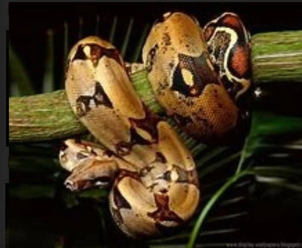 ko09 diamond painting slang