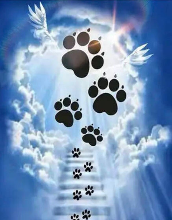 10889 diamond painting pootjes