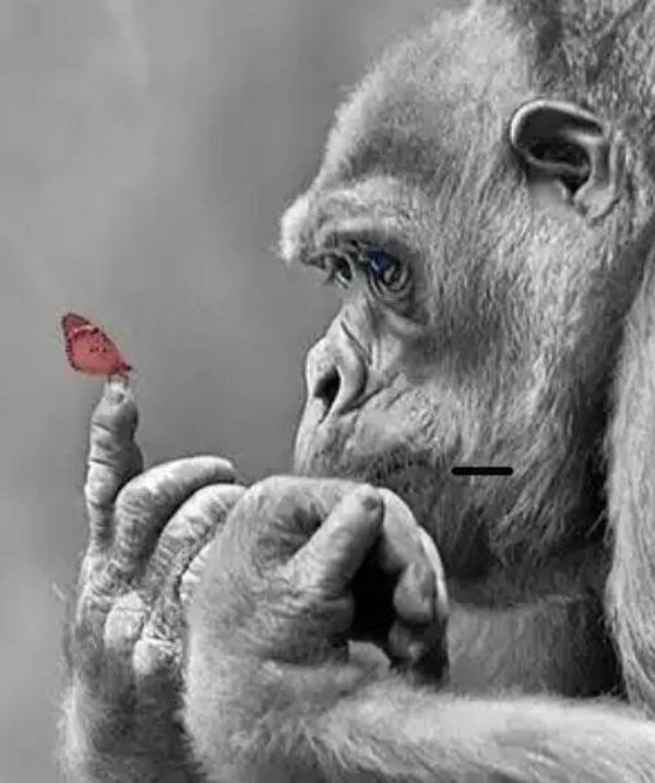 10398 diamond painting aap