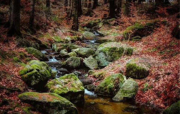 1436 diamond painting natuur