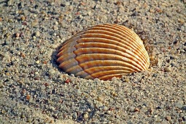 1522 diamond painting schelp