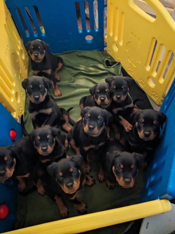 Waitlist Deposit for limited papers (pet/companion)