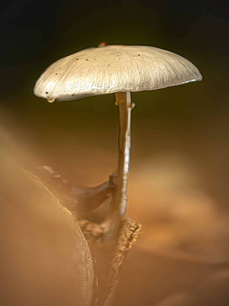 20250929-paddestoelen-tijn-125-bewerkt-1-1-standard.jpg