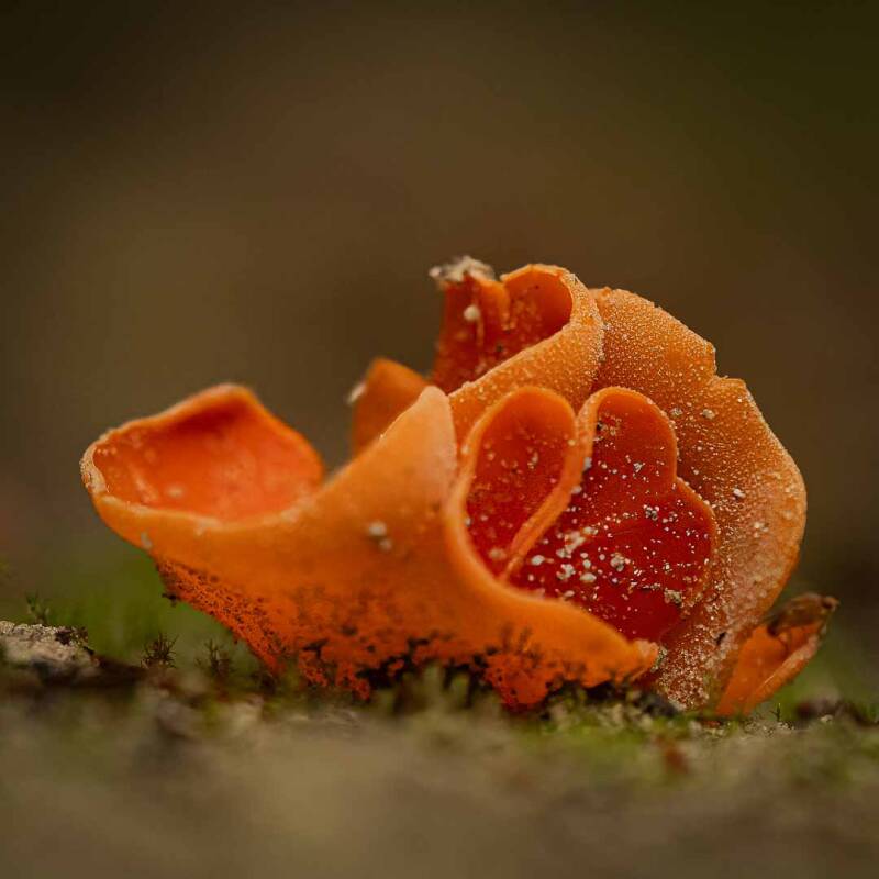 20250929-paddestoelen-tijn-248-bewerkt-1-standard.jpg