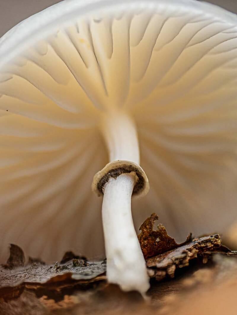 20250929-paddestoelen-tijn-284-bewerkt-1-standard.jpg