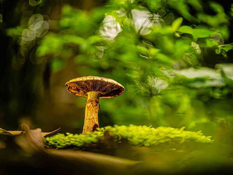 20250929-paddestoelen-tijn-315-bewerkt-1-1-standard.jpg