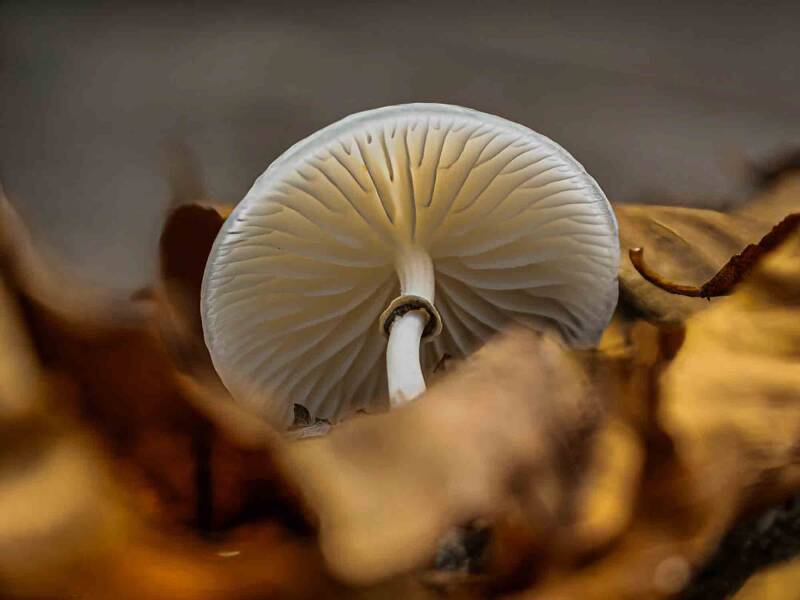 20250929-paddestoelen-tijn-34-bewerkt-1-1-standard.jpg