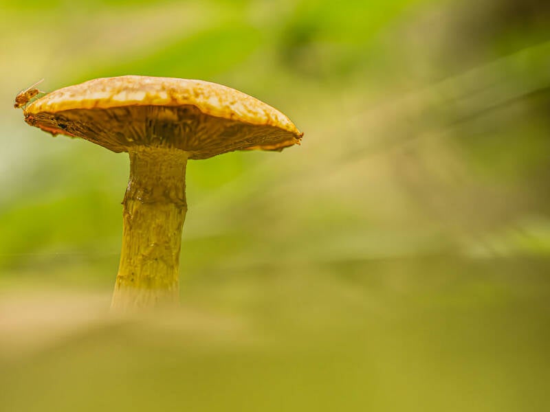 20250929-paddestoelen-tijn-88-bewerkt-1-standard.jpg