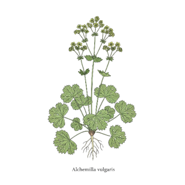 Alchémille Parties Aériennes / (Alchemilla vulgaris L.) / Pé de Leão - Achemila