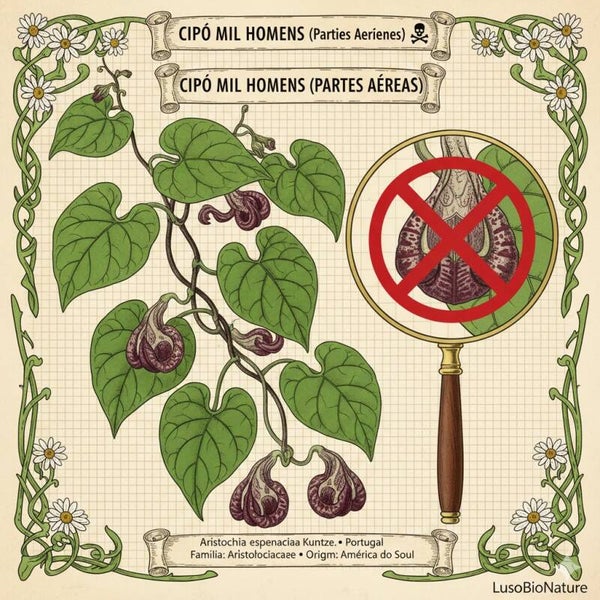 Aristoloche - (Aristolochia esperanzae Kuntze.) - Cipó Mil Homens / Jararaca