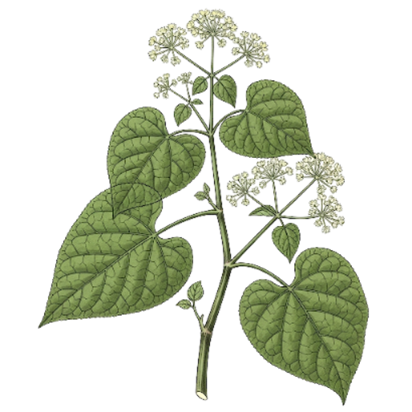 Bois d'Anisette Parties Aériennes / (Heckeria umbellata) / Pariparoba
