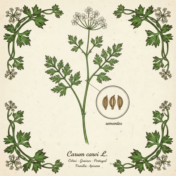 Carvi Graines - (Carum carvi L.) - Alcaravia
