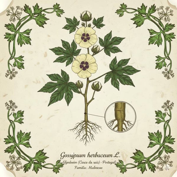 Cotonnier Écorce - (Gossypium herbaceum) - Algodoeiro
