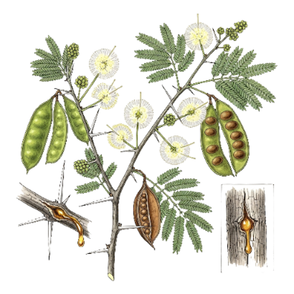 Gomme Arabique Poudre (Acacia senegal L.) Goma Arábica