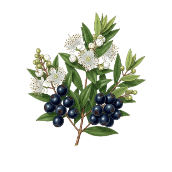 Myrte Baies / (Myrtus Communis L.) / Murta