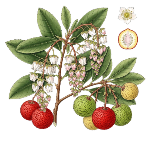 Arbousier Feuilles (Arbutus unedo L.) Medronheiro Folhas