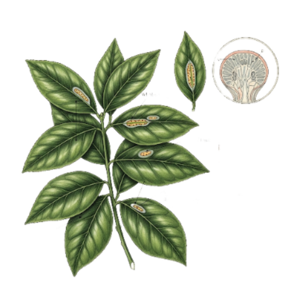 Oranger - Feuilles / (Citrus sinensis Osbeck) / Laranjeira