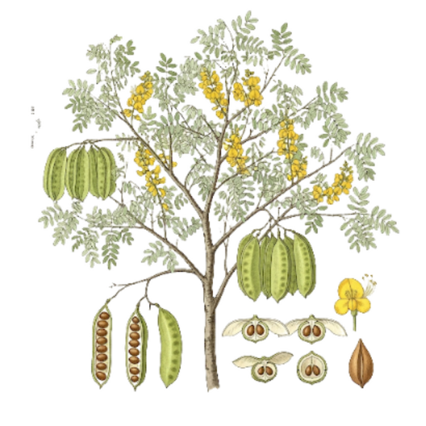 Sucupira Graines  (Pterodon emarginatus) Sucupira Sementes