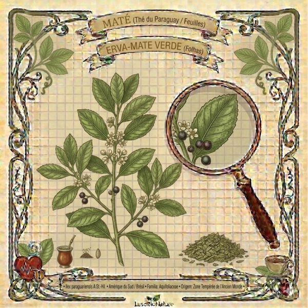 Maté Feuilles - (Ilex paraguariensis) - Erva-Mate Verde Folhas