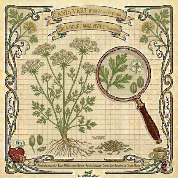 Anis vert Graines - (Pimpinella anisum L.) - Erva-Doce / Aniz-Verde Sementes