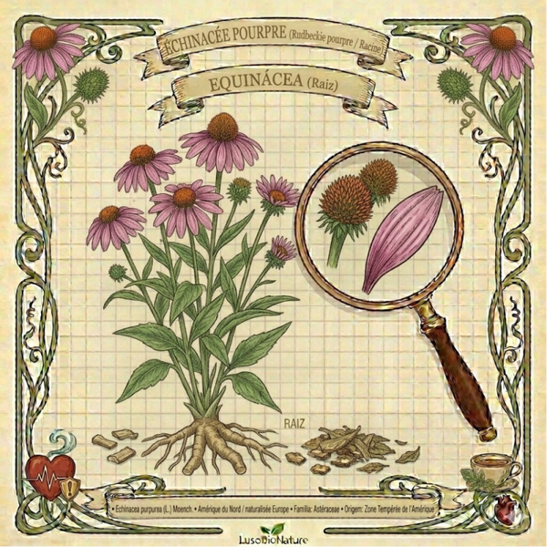 Échinacée pourpre Racine - (Echinacea purpurea) - Equinácea Raiz