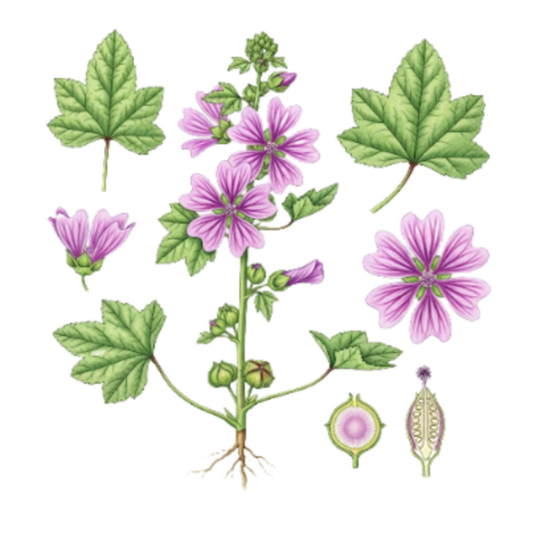 Mauve Feuilles / (Malva sylvestris) / Malvas Folhas
