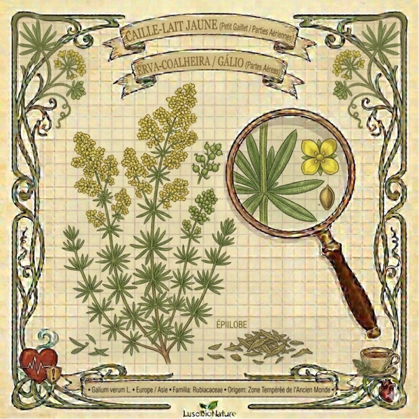 Caille-lait jaune Parties Aériennes - (Galium verum L.) - Erva-Coalheira / Galio Partes Aéreas