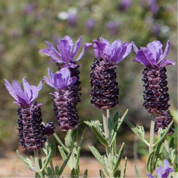 Lavande Tête Fleurs /  (Lavandula stoechas L.) / Rosmaninho Cabeças Flor