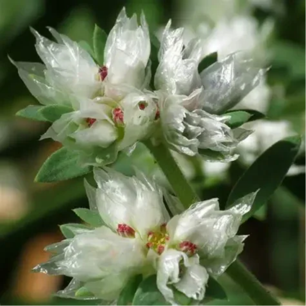 Herbe Argentée Parties Aériennes - (Paronychia argentea) - Erva-Prata Partes Aéreas