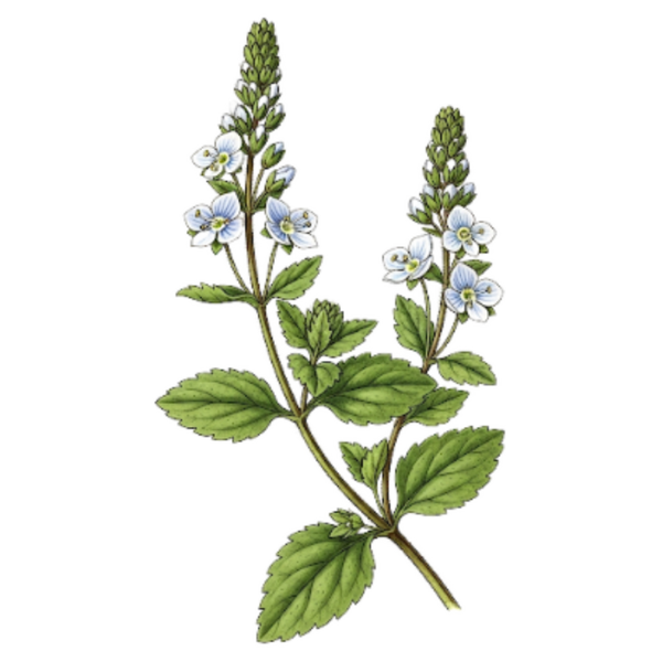 Véronique - Parties Aériennes / (Veronica officinalis L.) / Verónica