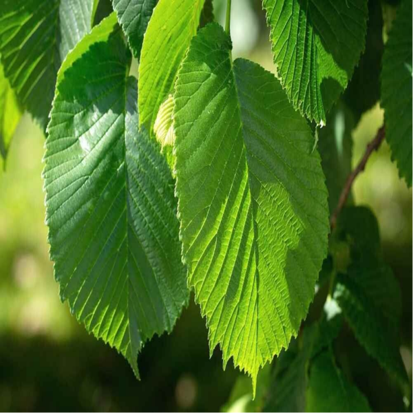 Orme - Écorce / (Ulmus campestris L.) / Ulmeiro - Casca