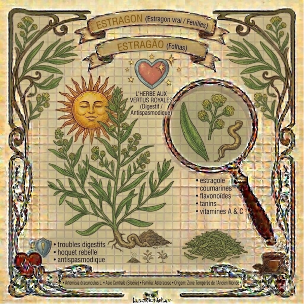 Estragon Feuilles - (Artemisia dracunculus L. ) - Estragão Folhas