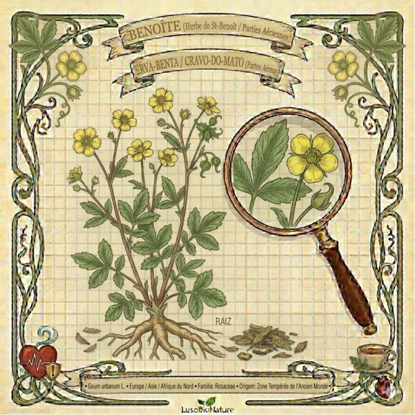 Benoîte Parties Aériennes - (Geum urbanum L.) - Erva-Benta / Cravo-do-mato