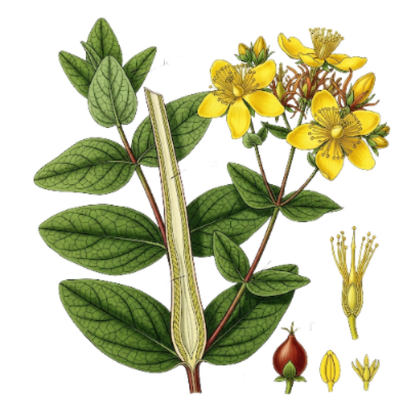 Millepertuis Parties Aériennes (Hypericum Androsaemum L.) Hipericão do Gerês