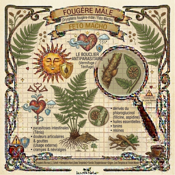 Fougère Mâle Racine - (Dryopteris filix-mas L.) - Feto-Macho Raiz/Rizoma