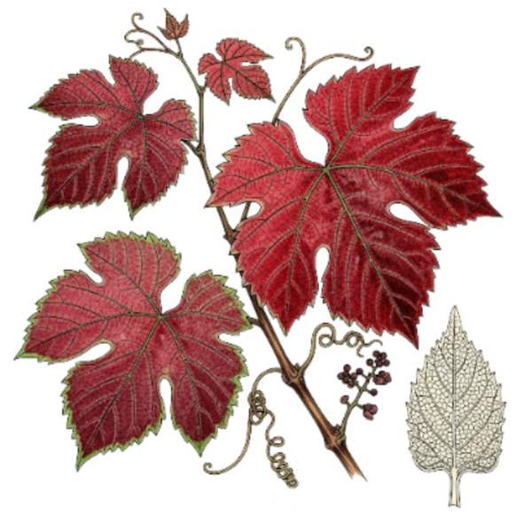 Vigne Rouge Feuilles / (Vitis vinifera L.) / Videira Vermelha Folhas