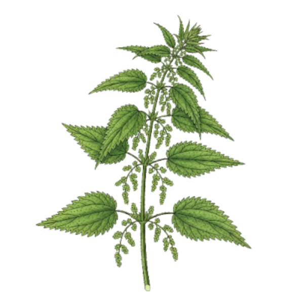 Ortie Verte Parties Aériennes / (Urtica dioica L.) / Urtiga Vulgar