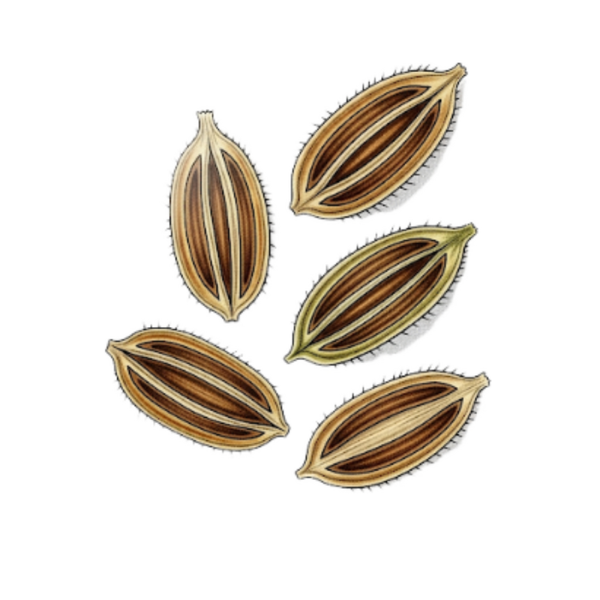 Persil Graines / (Petroselinum sativum Hoffm.) / Salsa