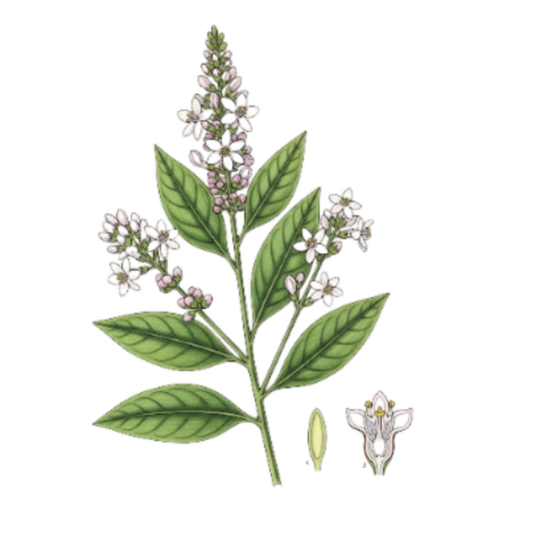 Henné Feuilles / (Lawsonia Alba L) / Henna