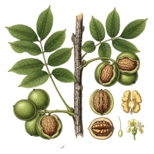 Noyer Feuilles / (Juglans Regia L.) / Nogueira