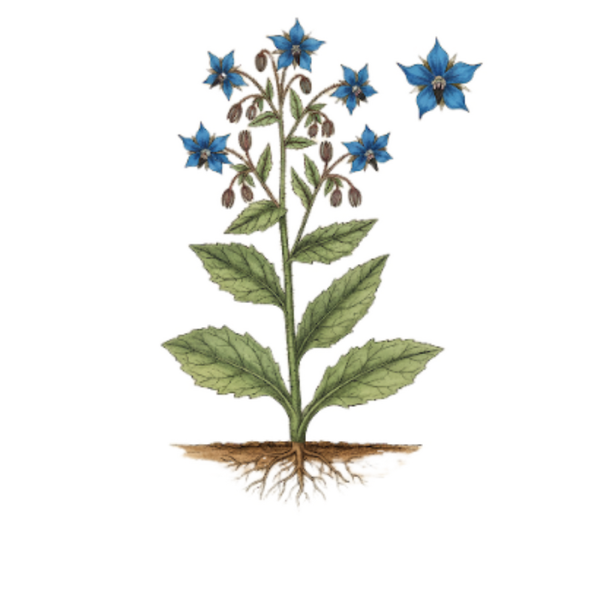Bourrache Parties Aériennes / (Borrago officinalis L.) / Borragem