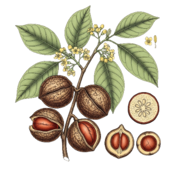 Noix de Cola Fruits (Cola nitida A. Chev.) Noz Cola Frutos