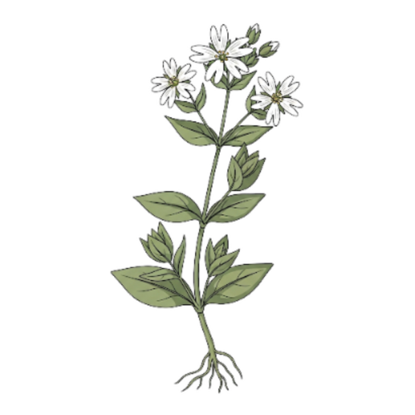 Stellaire Mouron des oiseaux / (Stellaria Media) / Morugem Vulgar