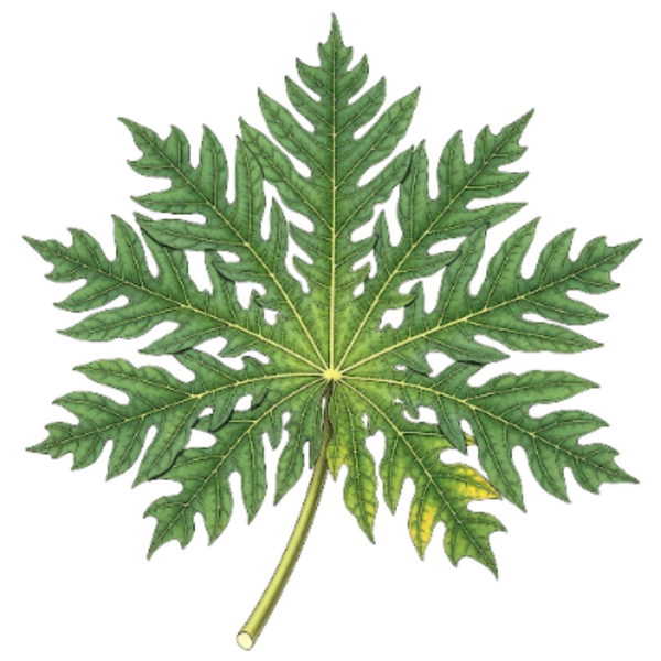 Papaye Feuilles / (Carica Papaya L.) / Papaia