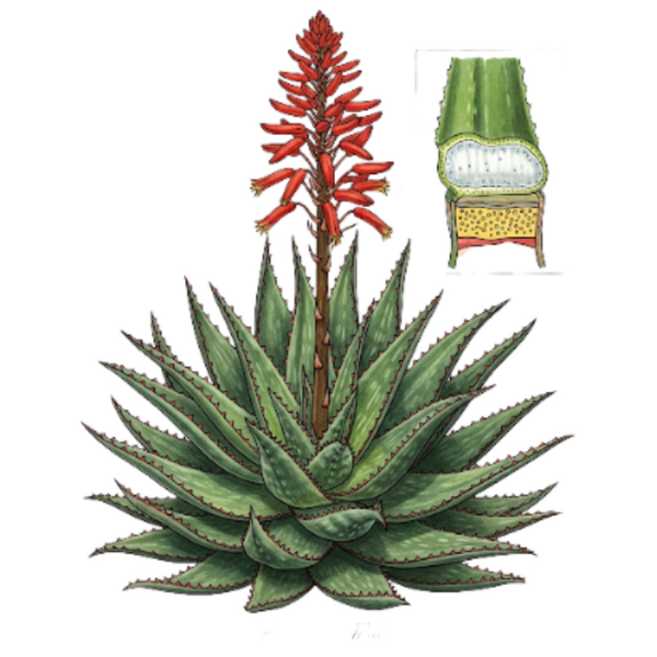 Aloe Ferox - Poudre / (Aloe Ferox Mill.) / Aloé Ferox