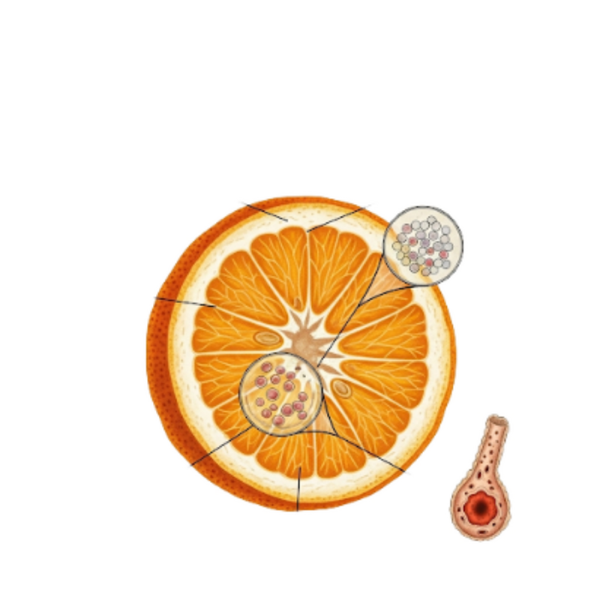 Orange Amère - Peau / (Citrus aurantium var.) / Laranja Azeda