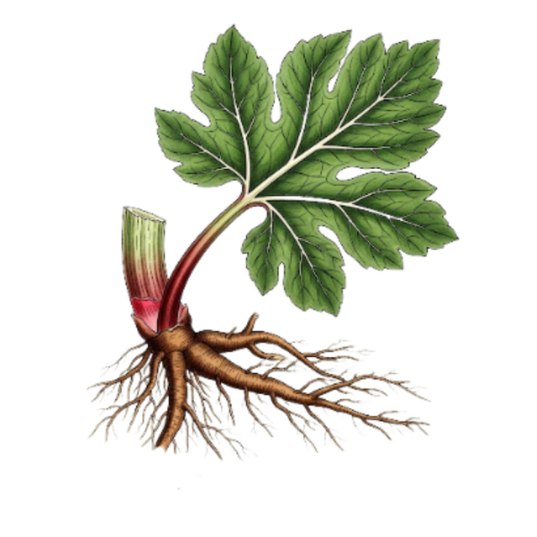 Rhubarbe Racine / (Rheum Palmatum L.) / Ruibarbo