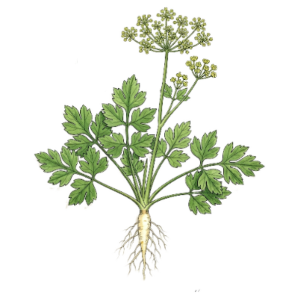 Persil Feuilles (Petroselinum sativum Hoffm.) Salsa Folhas