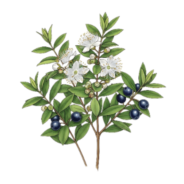 Myrte Feuilles / (Myrtus communis L.) / Murta