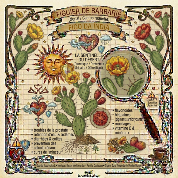 Figuier de Barbarie Fleurs - (Opuntia ficus-indica L.) - Figo da Índia Flor